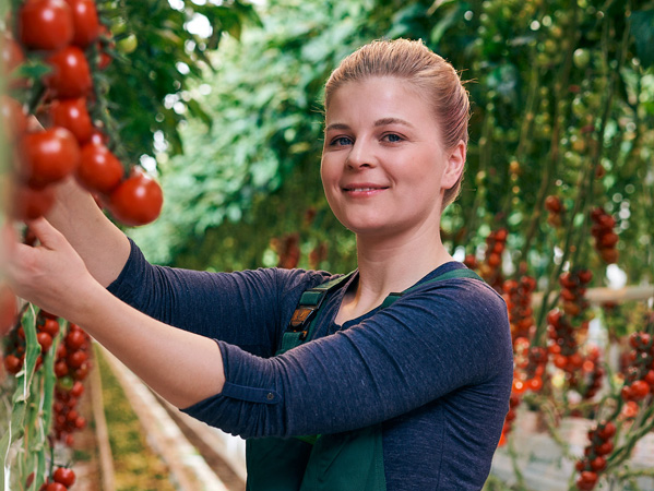 Frau in einem Gewächshaus pflückt rote Tomaten von einer Pflanze