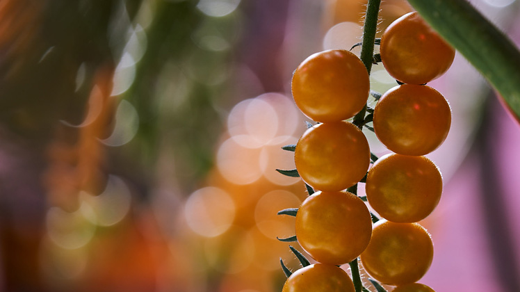 Nahaufnahme von Tomaten aus moderner Tomatenproduktion, die an einer Pflanze hängen, mit einem unscharfen, bokehartigen Hintergrund